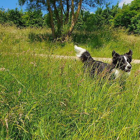 hond rent door gras